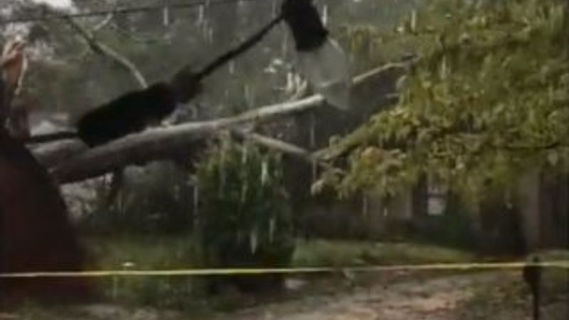 ABD'de ağaç evin üzerine devrildi