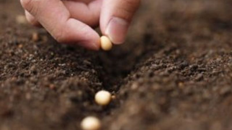 Çiçek tohumları nasıl ekilir