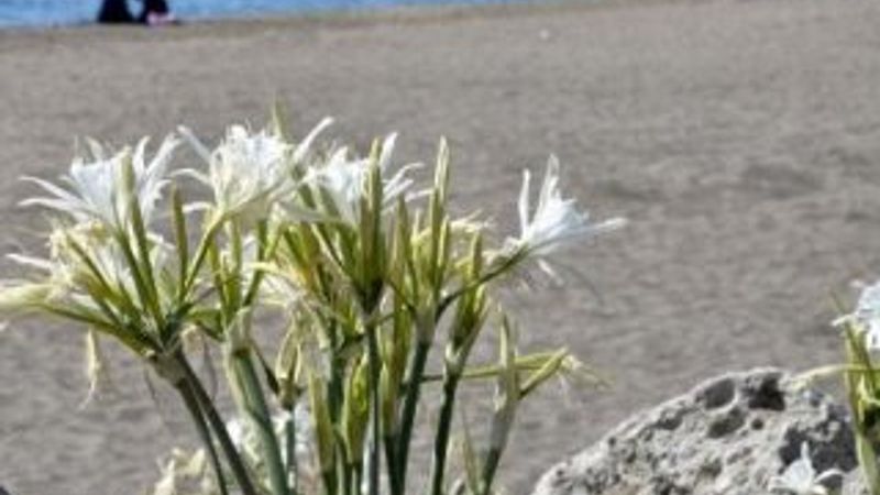 Likya kum zambakları yok olma eşiğinde