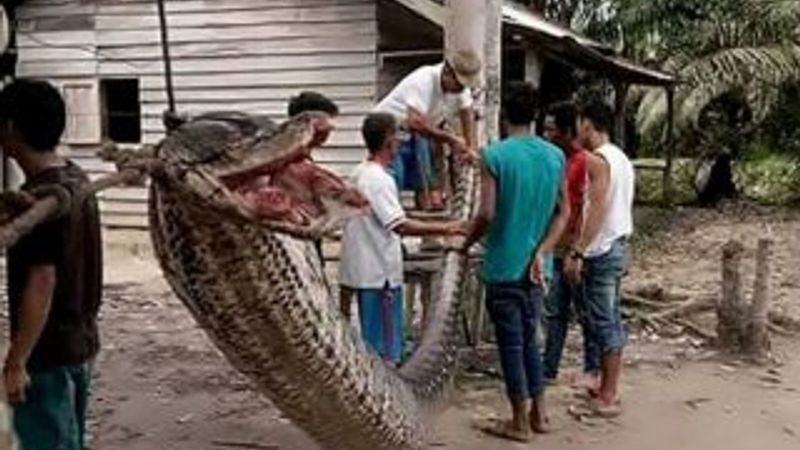 Endonezyalı köylüler öldürülen dev pitonu yediler