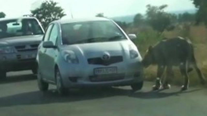 Arabanın tekerini patlatan aslan