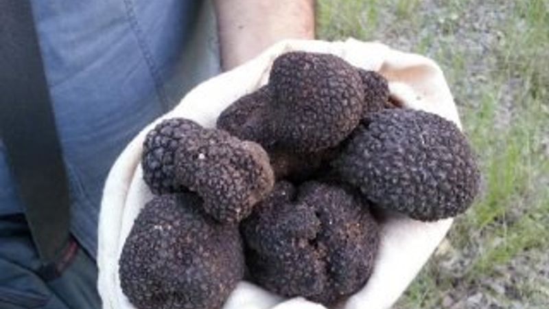 Trüf mantarı için bakanlık devreye girdi