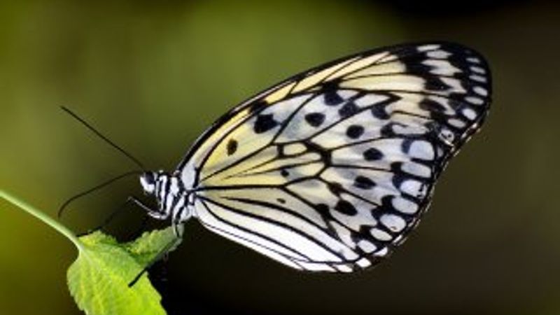 Kelebek etkisi nedir