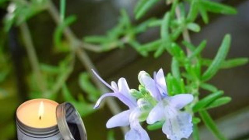 Paçuli bitkisi nedir