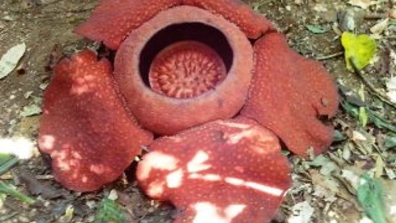 Rafflesia Arnoldii nedir
