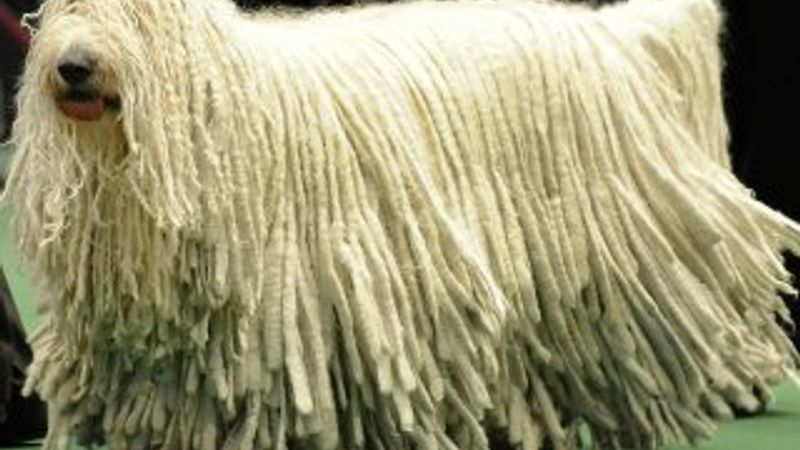 Komondor köpeğinin özellikleri nedir