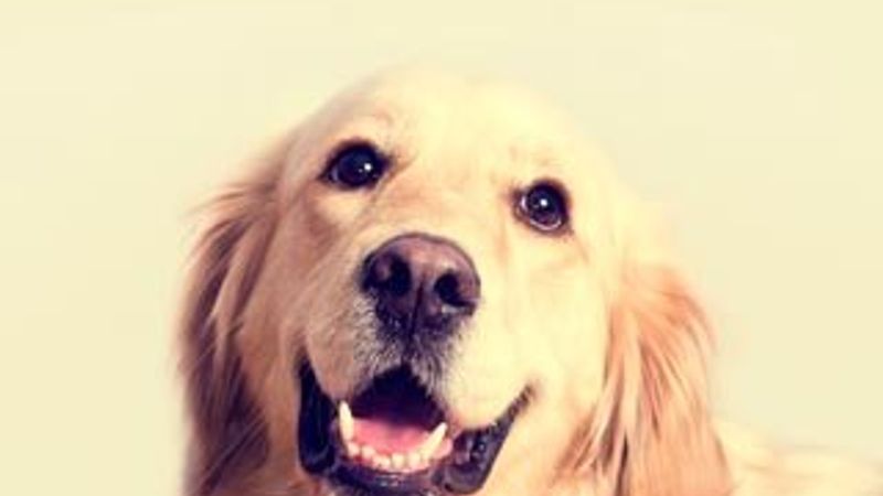 Clicker eğitimi nedir