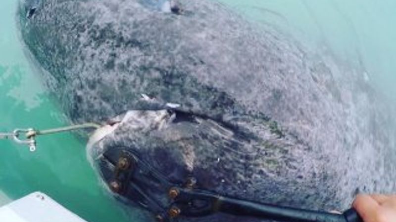 Dünyanın en yaşlı köpek balığı Atlas Okyanusu'nda bulundu