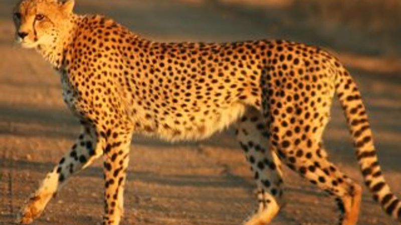 Asya çitalarının sayısı 50'nin altına düştü