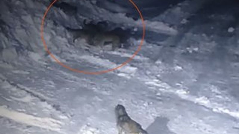 Köye inen kurtlar, kangal köpeğini parçaladı