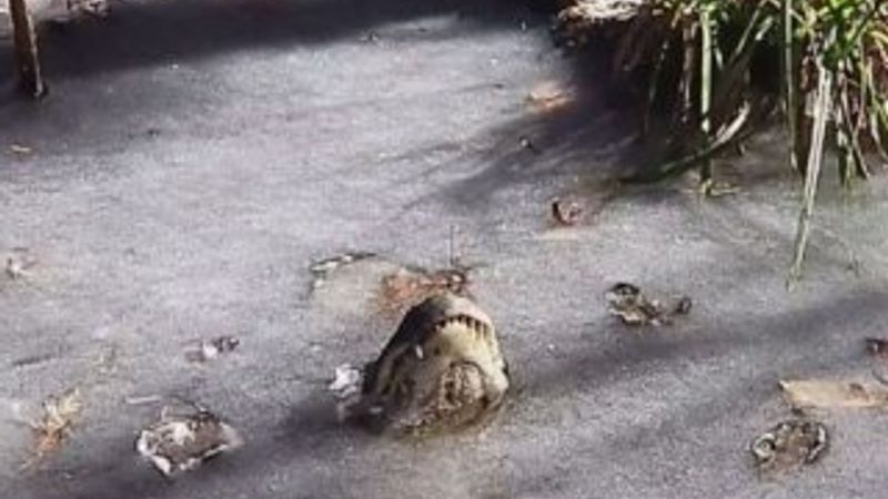 ABD'de timsahlar donan nehirde hayatta kaldı