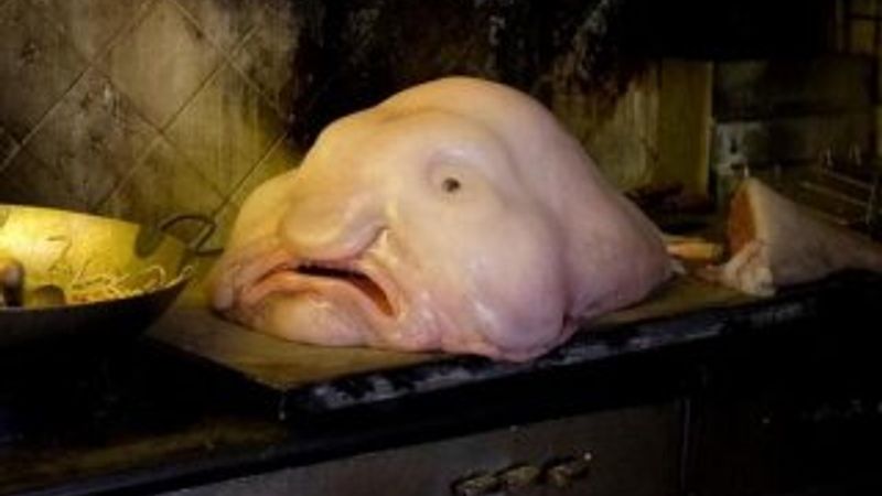 Blobfish nedir