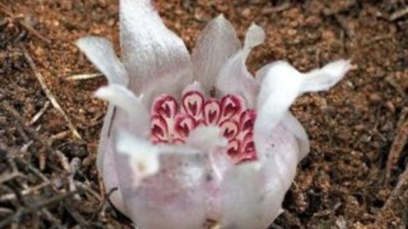 Yeraltı orkidesi nedir