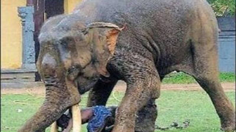 Öfkeli fil adam öldürdü