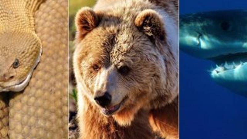 Önce yılan, sonra ayı ve köpek balığı saldırdı