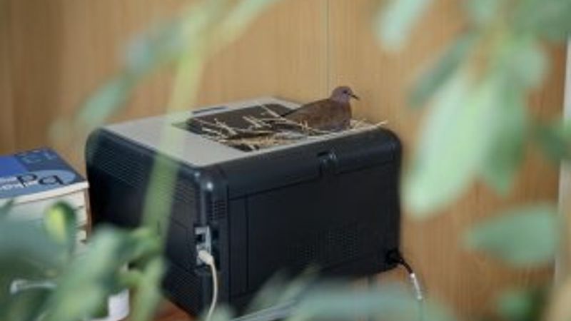 Belediye başkanının odasına kuşlar yuva yaptı