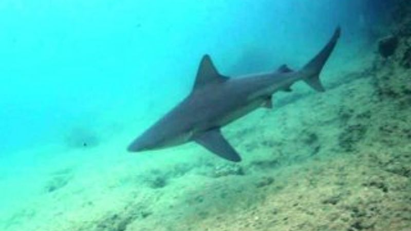 Köpek balıkları yumurtlamak için Ege Denizi'ne geldi