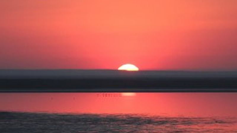 Kırşehir'de flamingoların sabah yürüyüşü