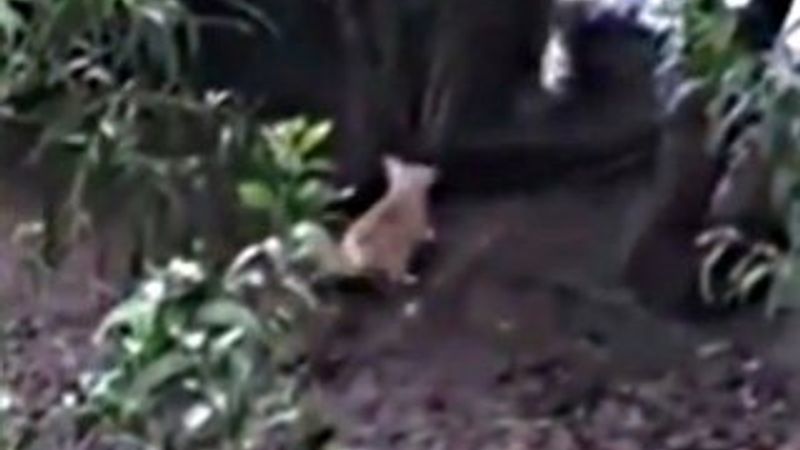 Timsahla uğraşan köpeğin acı sonu