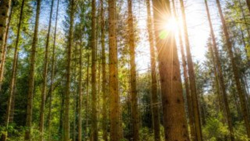 Ağaçların gizli dili İZLE