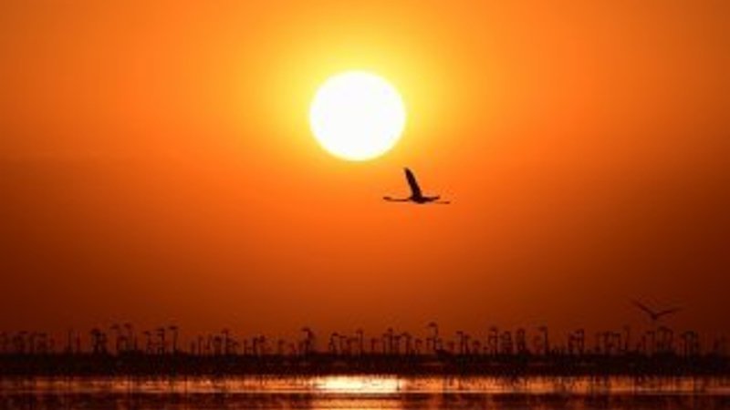 Tuz Gölü'nde flamingo şöleni