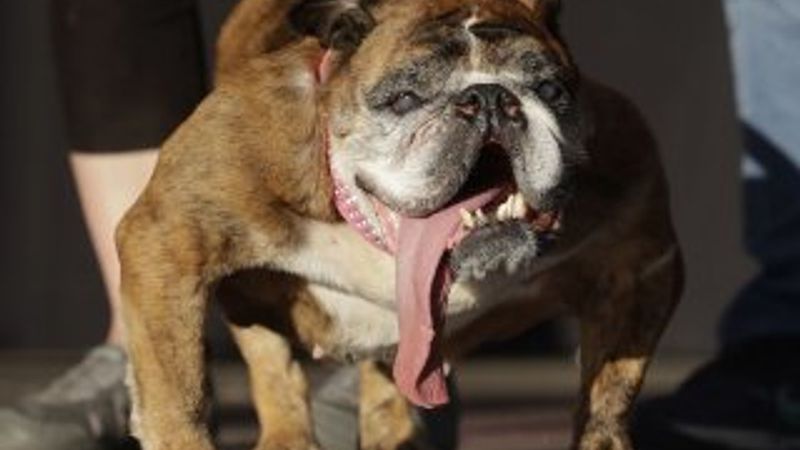 Dünyanın en çirkin köpeği öldü