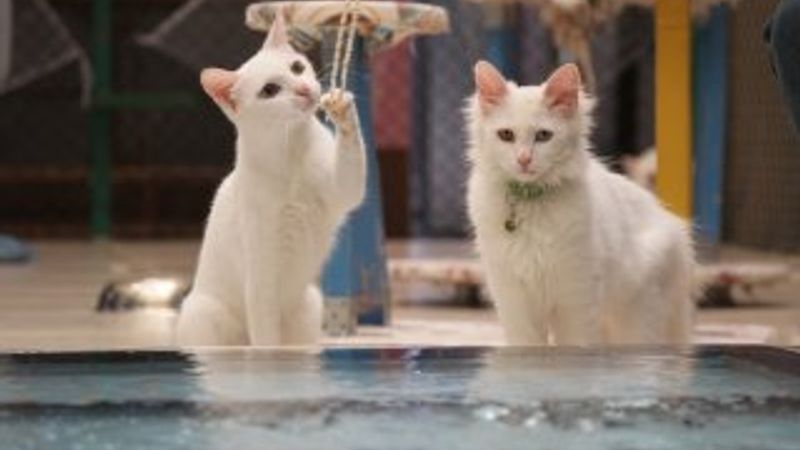 Van kedileri havuzu sevdi