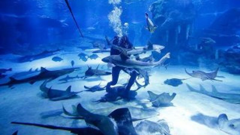 Yeni bir köpek balığı türü keşfedildi