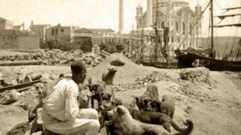 Osmanlı'da hayvan sevgisi: Mancacılık