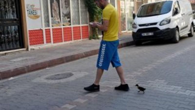 Sahibinin peşinden ayrılmayan ördek yavrusu