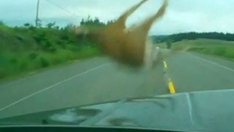 Yola fırlayan geyiğe otomobil çarptı