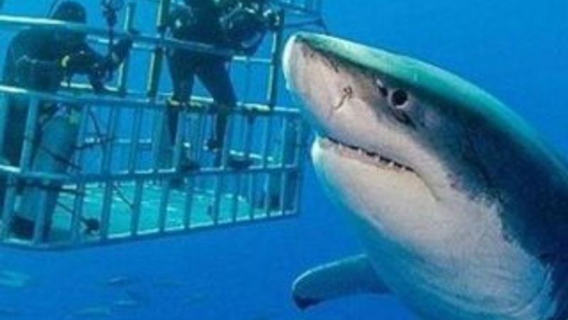 Shaquille O'Neal köpek balıklarıyla dolu suya daldı