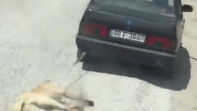 İşkence gören köpeğin gerçek sahibi konuştu