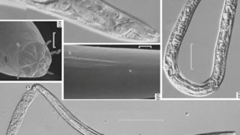 42 bin yıl sonra 2 solucan hayata döndü