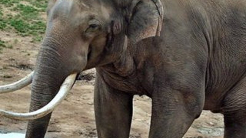 Myanmar'dan Rusya'ya Asya fili