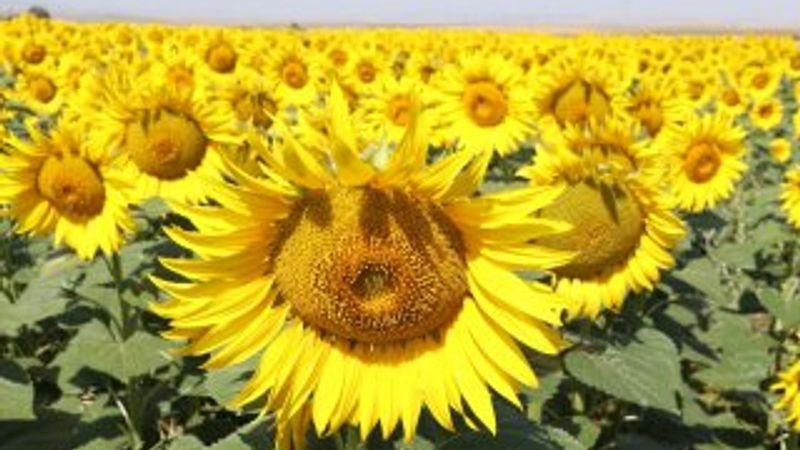 Yozgat'ta ayçiçeği ekimi yaygınlaşıyor