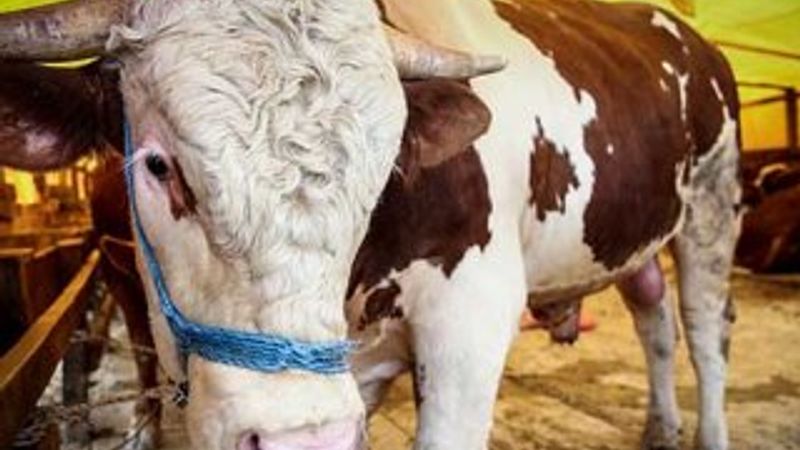 Kurbanlık alırken dikkat edilmesi gerekenler