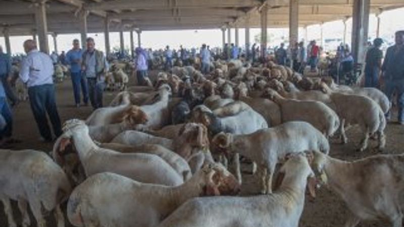 Hayvan pazarlarında hareketlilik başladı