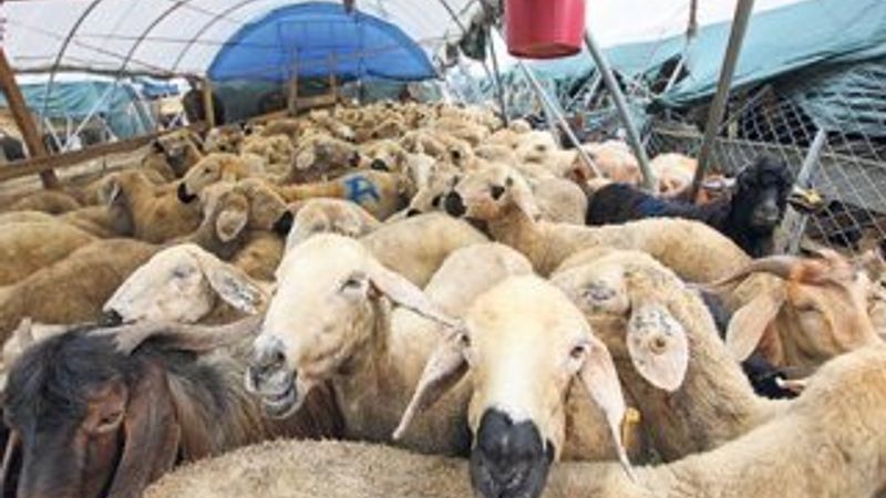 Kredili kurbana Diyanet'ten yorum