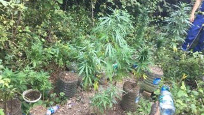 Kocaeli'nde Hint kenevirleri ele geçirildi