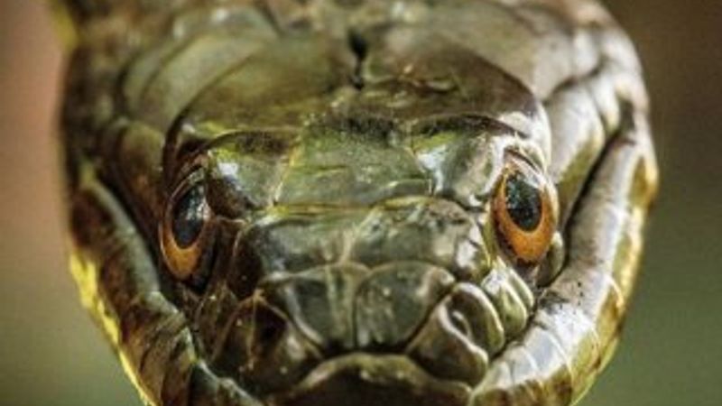 ABD'de ortaya çıkan gizemli yılanlar panik oluşturdu