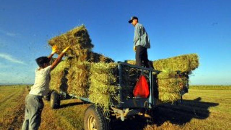 Trakya'da saman balyası bağlama zamanı