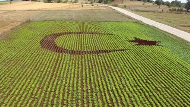 Marul tarlasında ay-yıldız