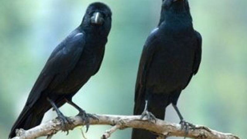 6 karga izmarit toplamak için eğitildi