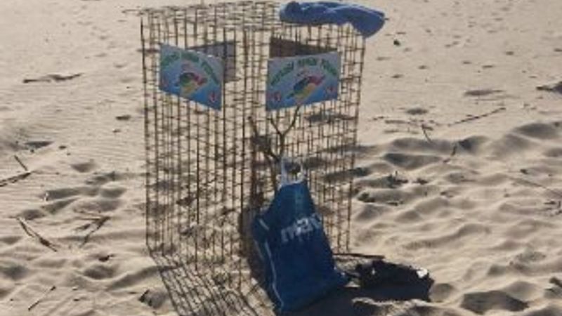 Caretta carettaların yuvaları tehlike altında