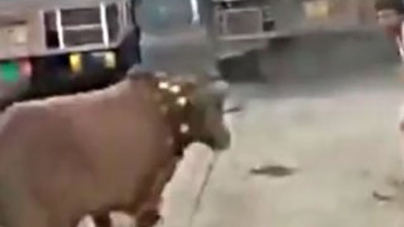 Hindistan'da kaçan boğayı yakalama çalışması