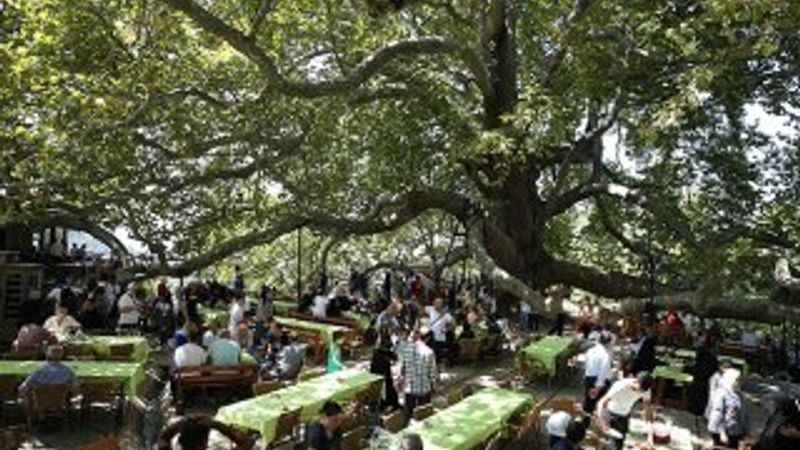 Tarihe tanıklık eden çınarlar