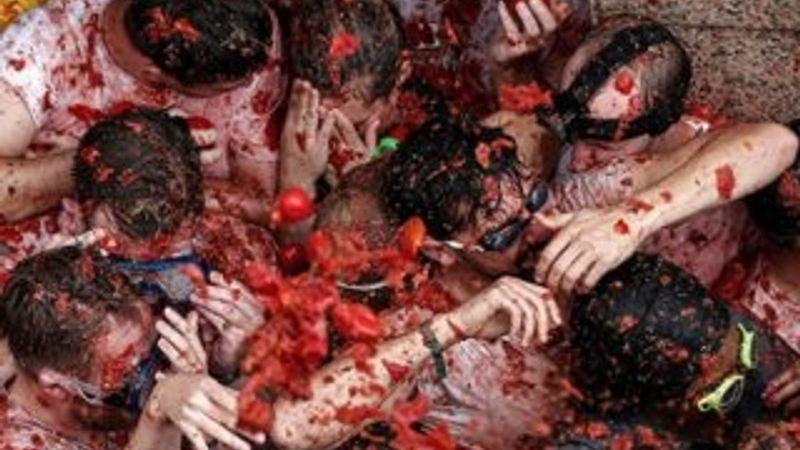 La Tomatina festivali için domatesler hazır