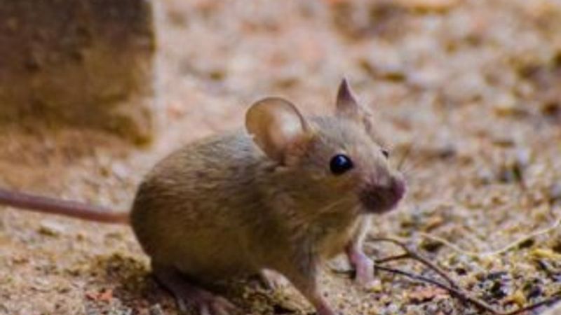 Tren seferini aksatan fare müzede sergilenecek