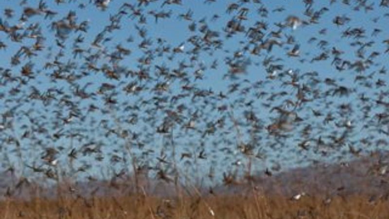 Sıcak havalar zararlı böcekleri oburlaştırıyor